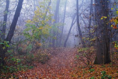 sonbahar orman puslu sabah ile