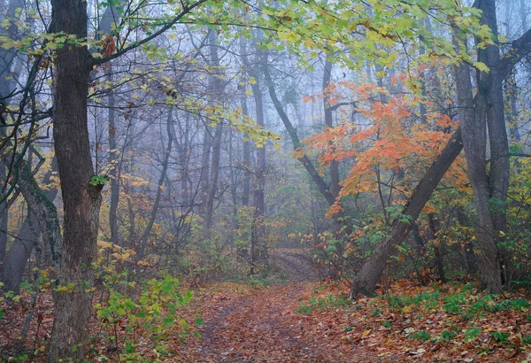 sonbahar orman puslu sabah ile