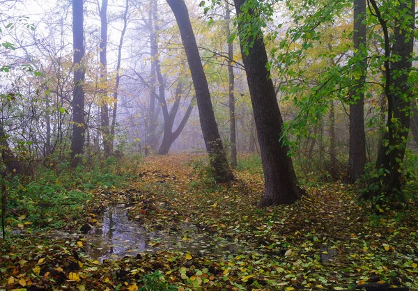 sonbahar orman puslu sabah ile