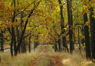 Sonbahar ormanda güneş ışığı. Sonbahar manzara