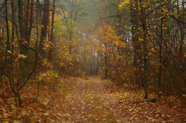 sonbahar orman puslu sabah ile