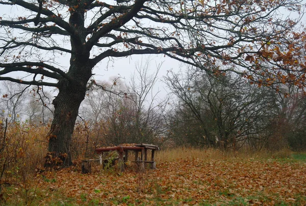 Herbstwald mit nebligem Morgen — Stockfoto