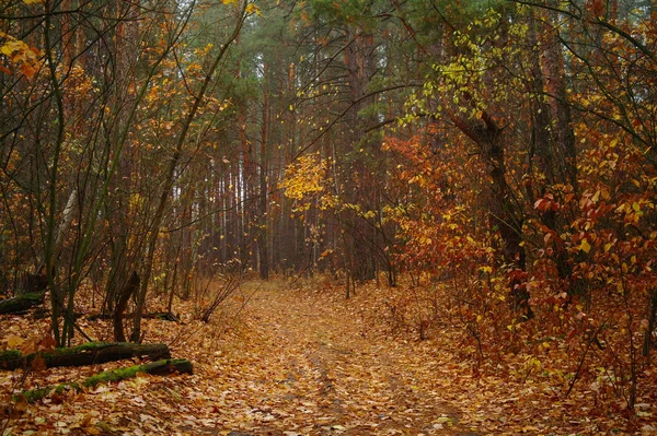 秋天的树林与雾的早晨 — 图库照片