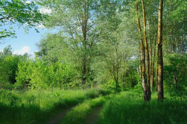 Mısır çölü manzaralı. Rred Sea. Uçaktan hava görüntüsü