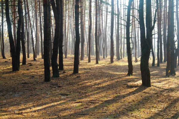 Sonbahar Orman Puslu Sabah Ile — Stok fotoğraf