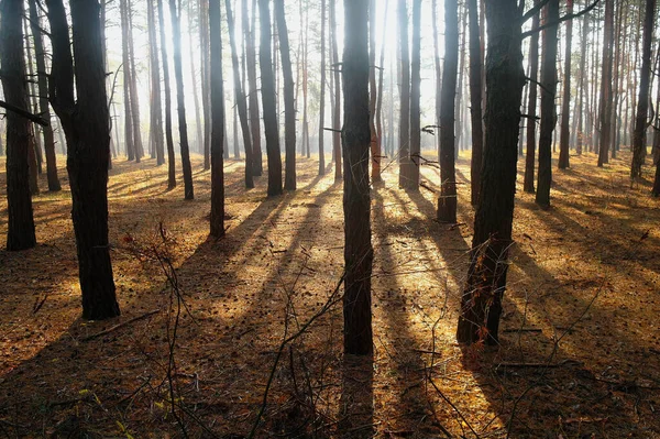 霧の朝と秋の森 — ストック写真