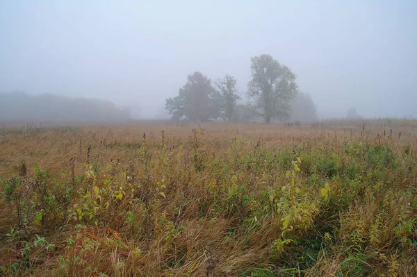 Autumn forest with misty morning — Stock Photo, Image