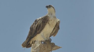 Ağaçtaki yırtıcı kuş. Marsa Alam Mısır