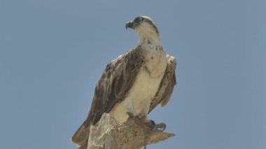 Ağaçtaki yırtıcı kuş. Marsa Alam Mısır