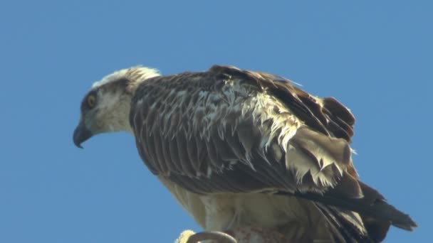 Pájaro de presa en un árbol. Marsa Alam Egipto — Vídeos de Stock