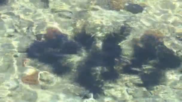 Картина водный фон голубой морской воды и морских ежей в тропическом рифе Красного моря, Египет — стоковое видео