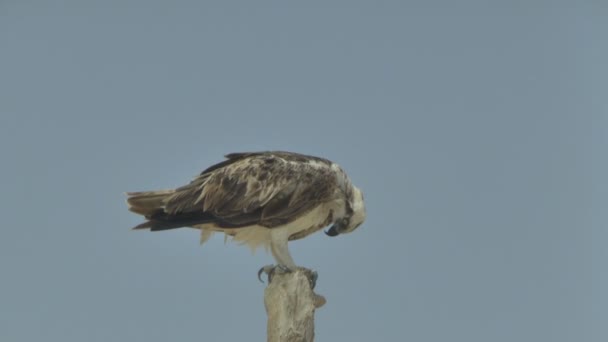 Pássaro de rapina numa árvore. Marsa Alam Egito — Vídeo de Stock