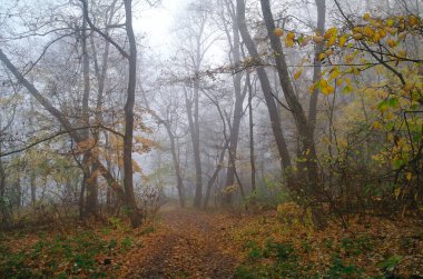 sonbahar orman puslu sabah ile .