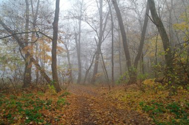 sonbahar orman puslu sabah ile .