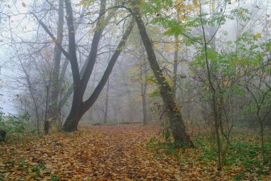 sonbahar orman puslu sabah ile .