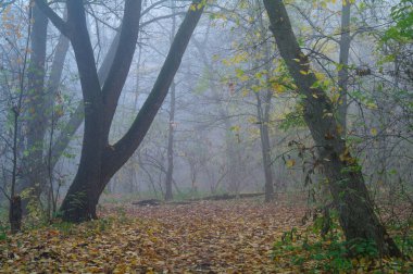 sonbahar orman puslu sabah ile .