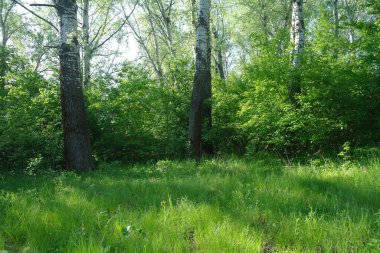 Baharda sessiz parkta doğa yeşil ağaçlar. - Evet. Açık hava orman doğa manzarası