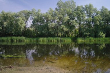 Nehir, ağaçlı arazi ve mavi gökyüzü
