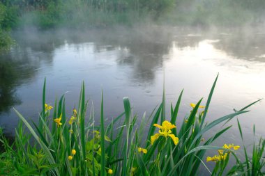 Nehir kıyısında güzel sarı çiçekler