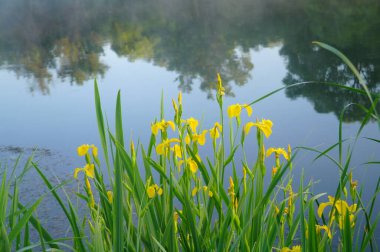 Nehir kıyısında güzel sarı çiçekler