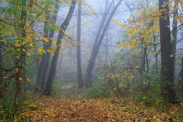 Осенний Лес Туманным Утром — стоковое фото