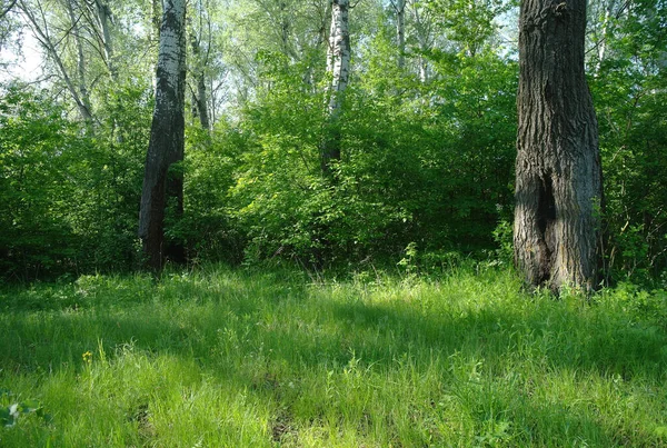 在安静的公园里 有天然的绿树 是的室外森林自然景观 — 图库照片