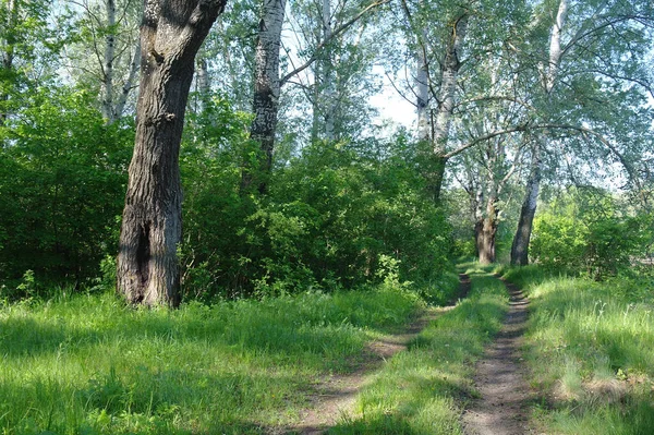 春天里 绿树成荫 乡间小路幽静 是的室外森林自然景观 — 图库照片