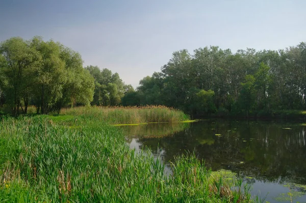 river, land with trees and blue sky