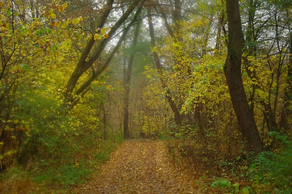霧の朝と秋の森 — ストック写真