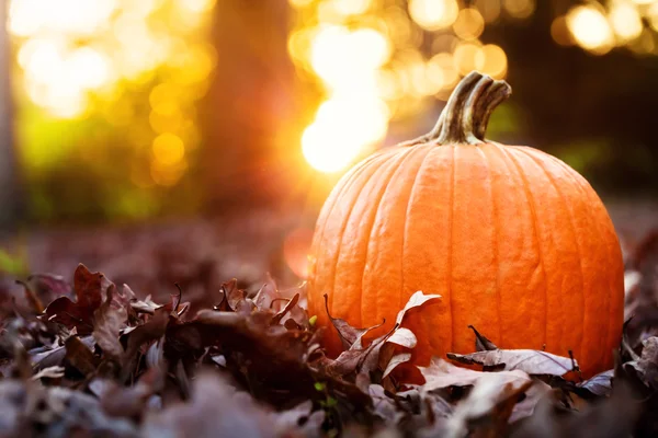 Big orange pumpkin — Stock Photo, Image