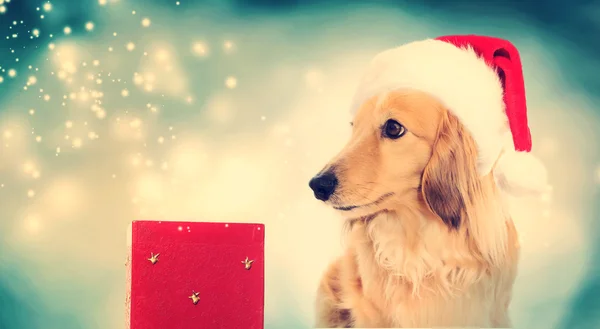 Teckel hond met Christmas box — Stockfoto