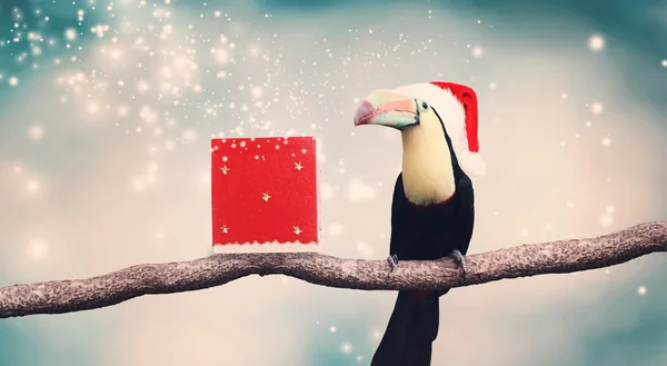 Toucan em chapéu de Santa e presente de Natal — Fotografia de Stock