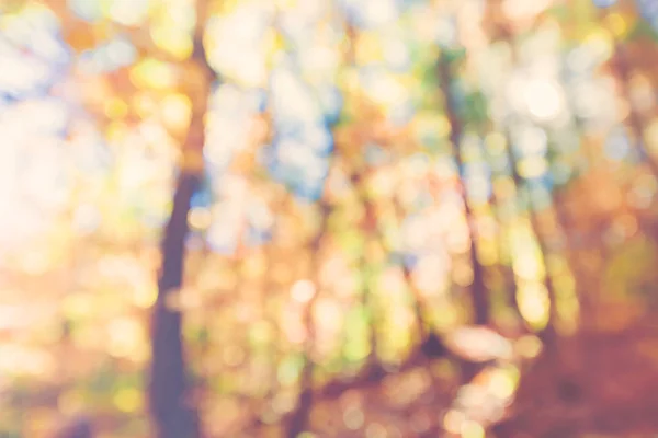 模糊的明亮的抽象的秋天的树林 — 图库照片