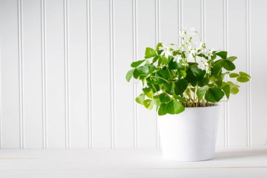 Saint Patricks Day yonca