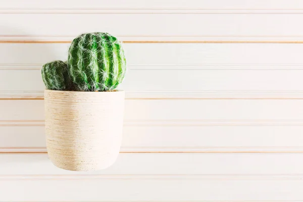 Uvařený kaktus pokojová rostlina — Stock fotografie
