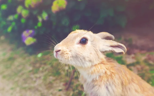 Rabbit in front of hydrangea bush — Stock Photo, Image