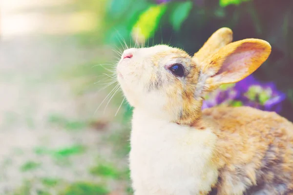 Rabbit in front of hydrangea bush — Stock Photo, Image