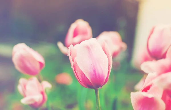 Tulipanes de primavera afuera al atardecer — Foto de Stock