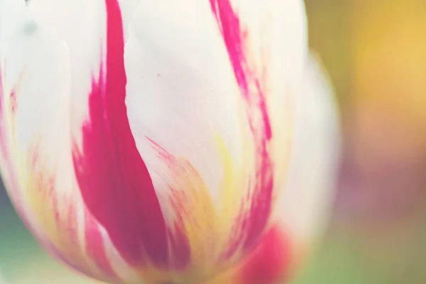 White and red spring tulips close-up — Stock Photo, Image