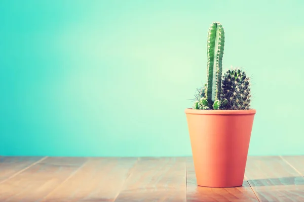 Cactus plant in bloempot — Stockfoto