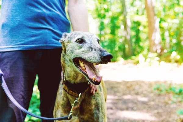 Hombre con su galgo en el bosque — Foto de Stock