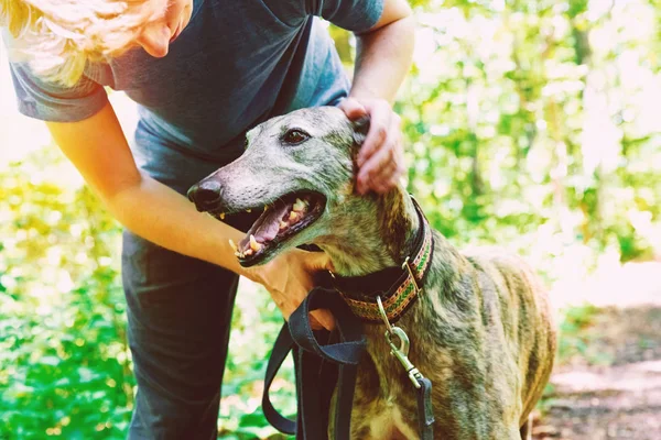 Man med hans greyhound i skogen — Stockfoto