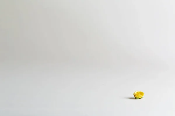 Kleine gele bloem op een uit witte achtergrond — Stockfoto