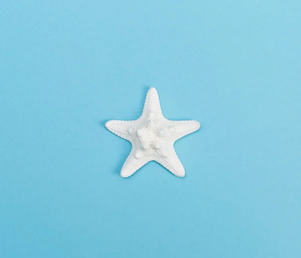 Stella marina bianca su sfondo blu — Foto Stock