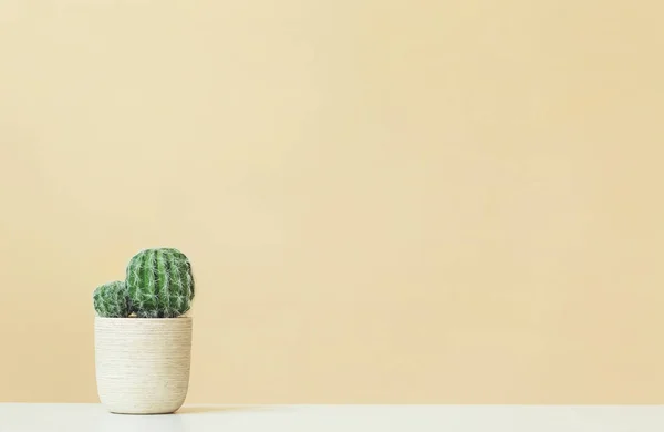 Cactus sobre fondo amarillo —  Fotos de Stock