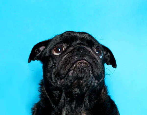 Pug preto em um fundo azul — Fotografia de Stock