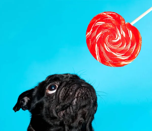 Black pug with lollypop — Stock Photo, Image