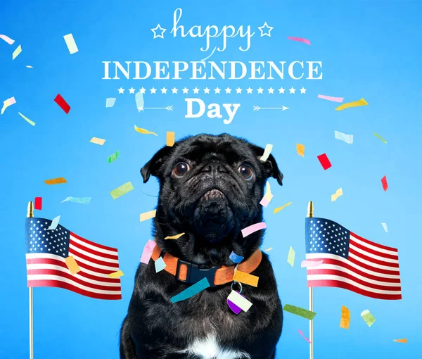 Black pug on the fourth of July