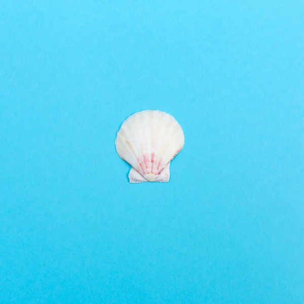 Seashell su sfondo blu — Foto Stock