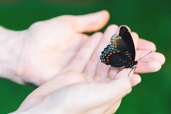 Πεταλούδα σκαρφαλωμένο στα χέρια ενός ανθρώπου — Φωτογραφία Αρχείου